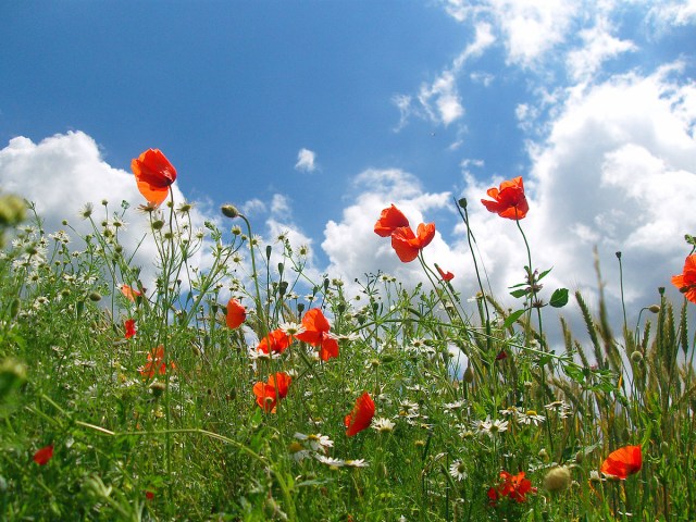 Sommer und roter Mohn