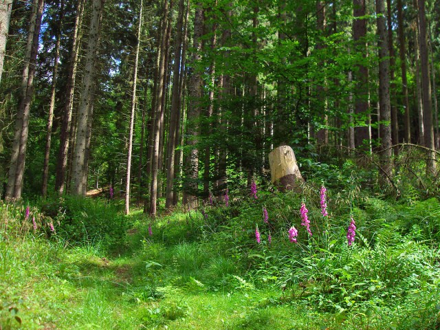 links der Graspfad führt hinauf
