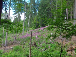 Blütenhochzeit für den roten Fingerhut