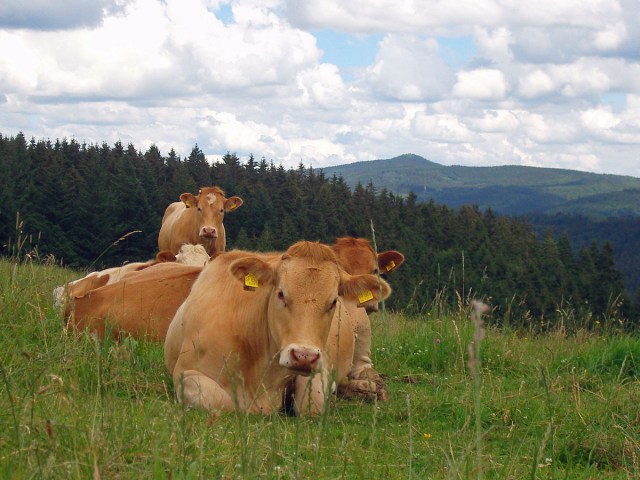 die Mädels hier halten Siesta