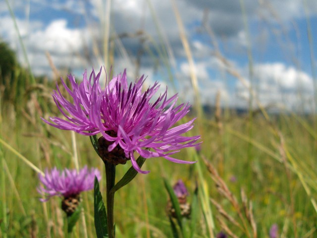 und nochmal Blümchen