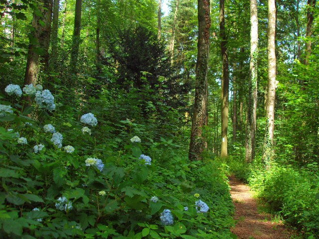 Hortensien am Wegesrand