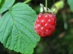 Himbeeren am Wegesrand
