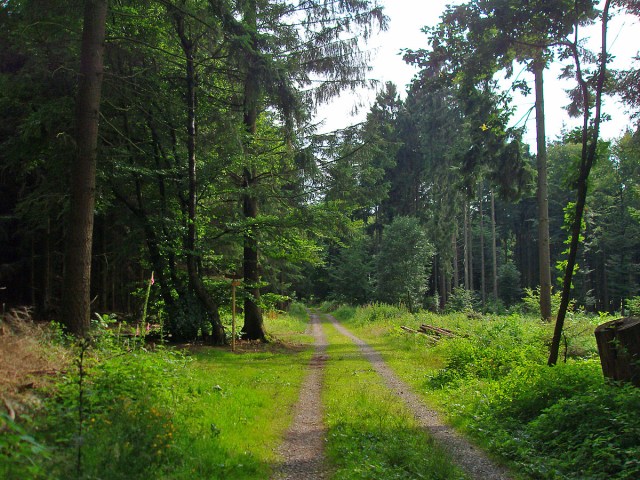 auf dem Butterpfad zurück nach Rengsdorf
