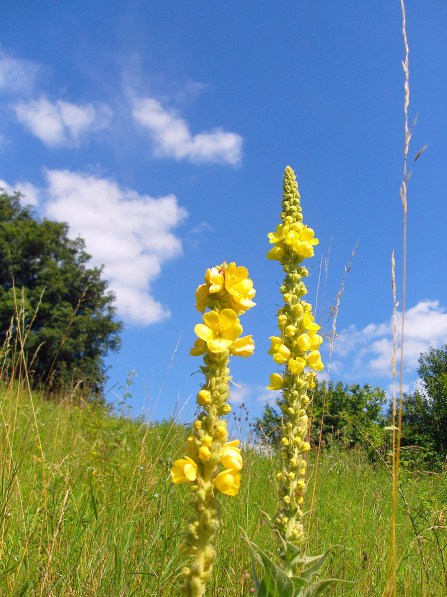 Königskerze Königskerze