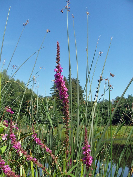 Gewöhnlicher Blutweiderich