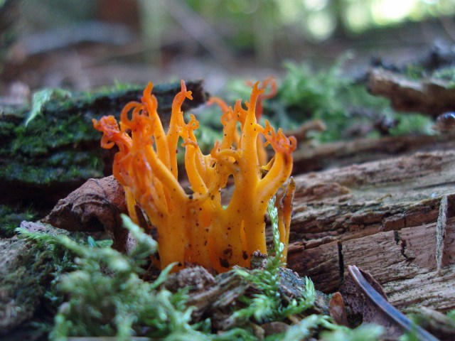 Goldgelbe Koralle oder Ziegenbart