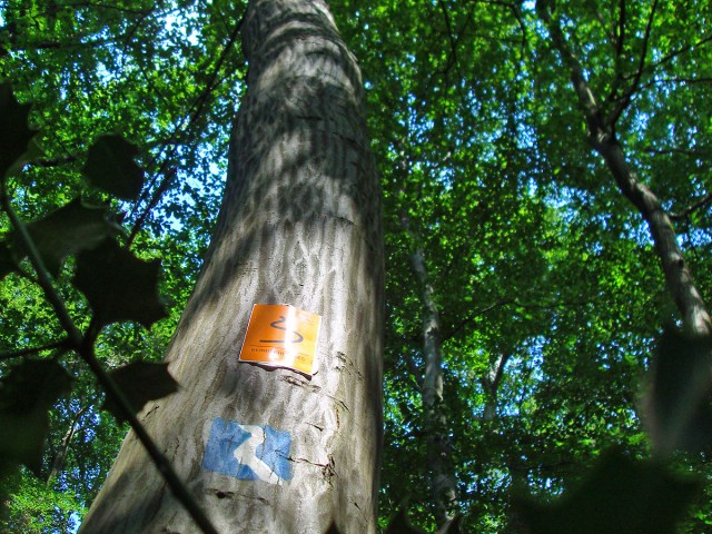 Wegemarkierung und Ilex am Wegesrand