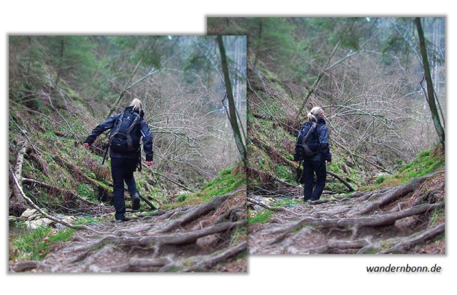 Wildnis Tour im Hohen Venn