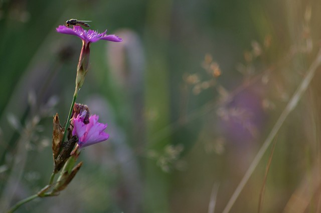 das letzte Licht für ein Blütenbild