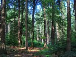 Wald - das beste gegen Hitze