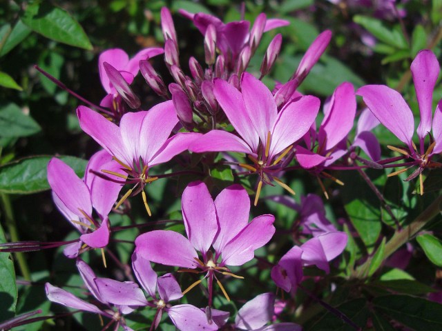 Blümchen wurden trotzdem geknipst Blümchen wurden trotzdem geknipst