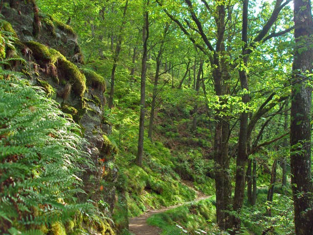 Auf dem Lieserpfad Auf dem Lieserpfad