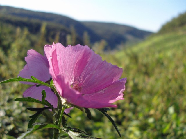 zarte Blüte am Wegesrand