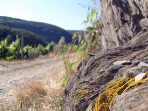 auf dem Weinbergsweg