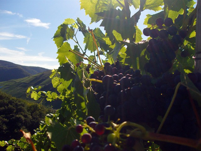 Von der Sonne geküsst