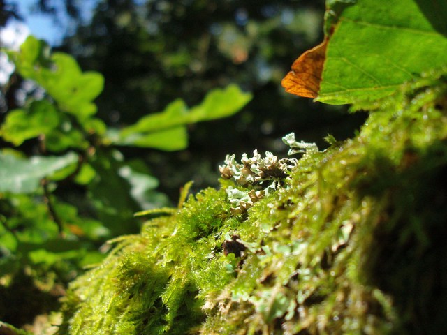 Details am Wegesrand
