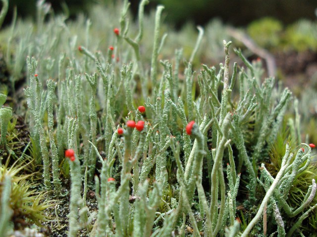 Eine seltsame Flechtenart