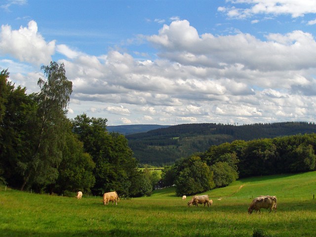 Glückliche Kühe auf den weiten Wiesen
