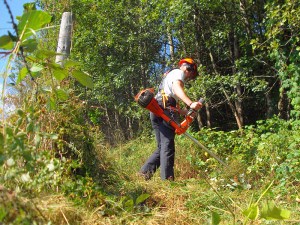 der Pfad wird von Brombeeren befreit der Pfad wird von Brombeeren befreit