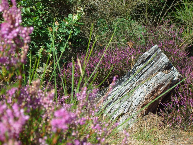 die Heide blüht