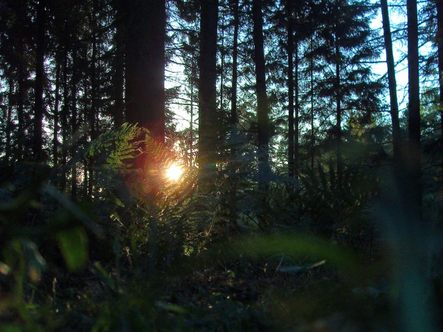 Farn - eingefangen mit dem letzten Licht