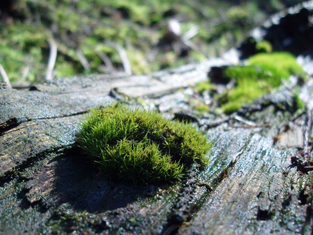 Leben im Wald Leben im Wald