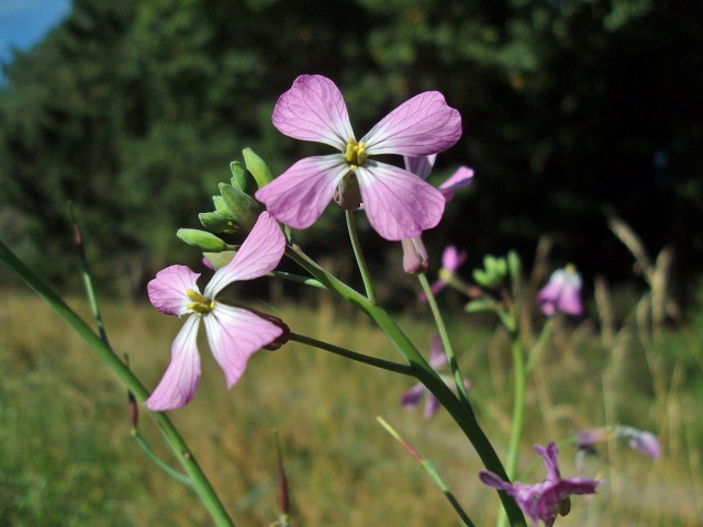 Farbklecks Farbklecks