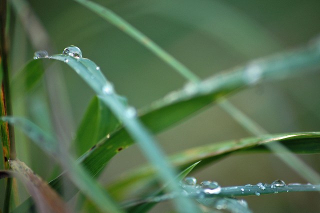 Tropfen auf dem Gras