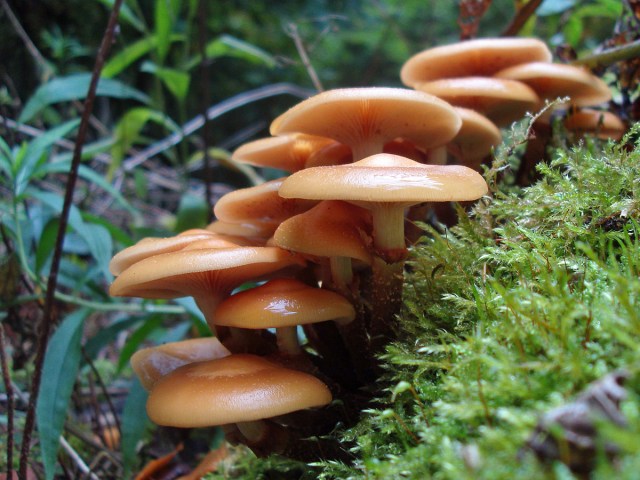 Hangbebauung Hangbebauung