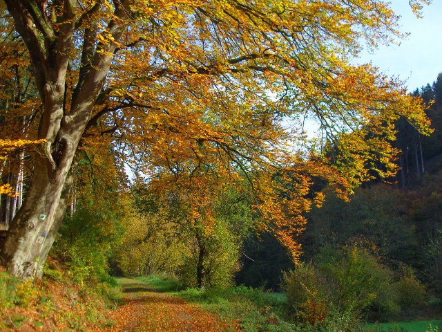 Goldenes Laub an den Bäumen