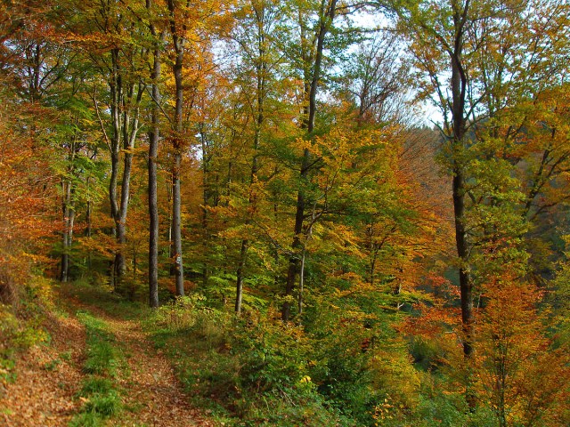 Buntes Laub und weiche Wege