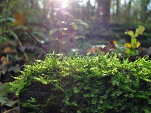 bemooste Stufen hinauf