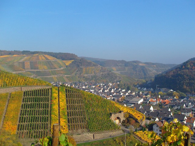 Blick zurück auf Dernau und die bunte Farbenpracht