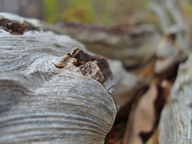Totholz am Wegesrand