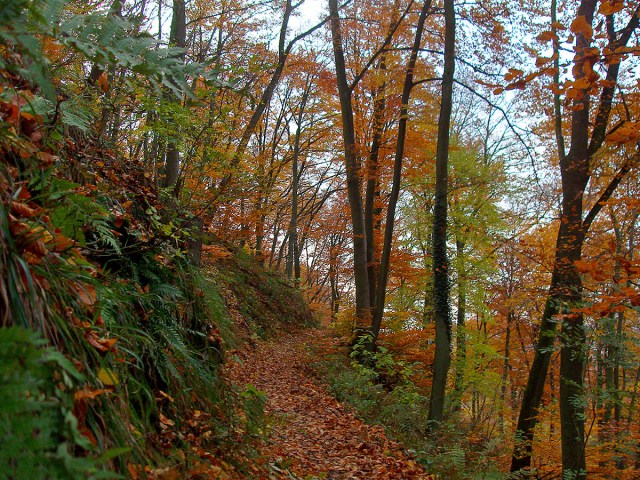 Einer von zahlreichen Pfaden