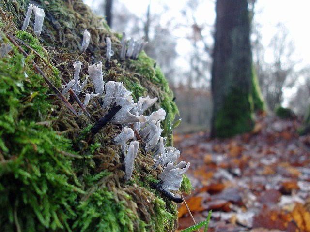 Interessante Pilze am Wegesrand