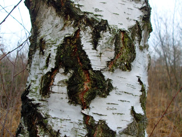 Borkenstruktur - Eine Mischung aus glatt und rau
