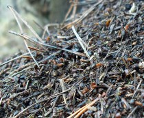 Fleissige Waldameisen