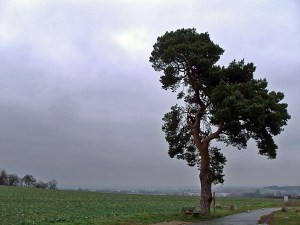 Eine einsame Kiefer