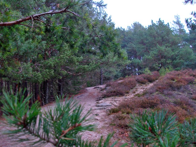 Sandpfad am Altusknipp