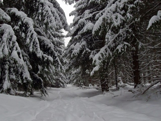 Herrlicher Pulverschnee