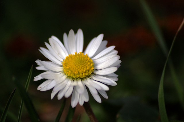 KONICA MINOLTA DIGITAL CAMERA