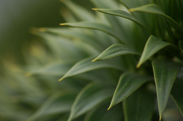 KONICA MINOLTA DIGITAL CAMERA