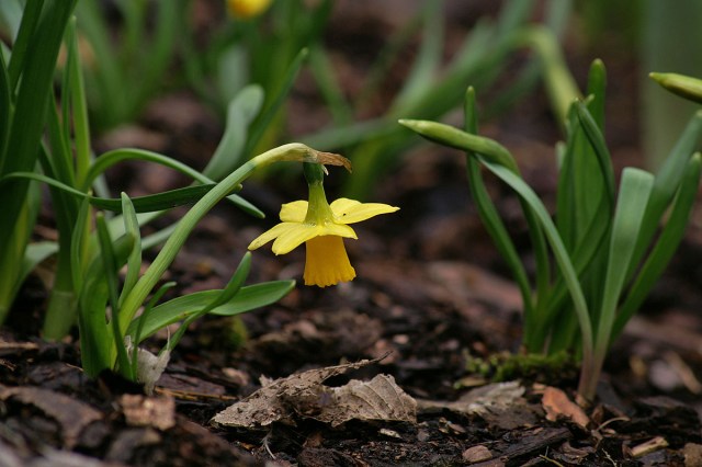 KONICA MINOLTA DIGITAL CAMERA