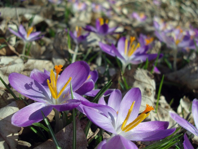 Die ersten Krokusse am Weilberg
