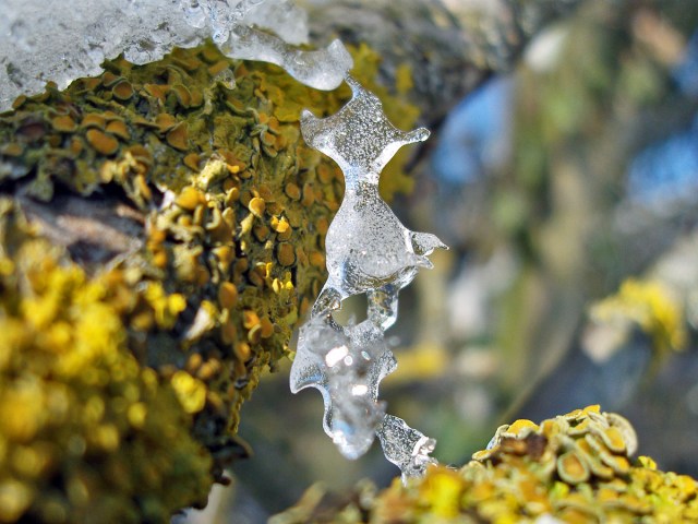 Flechten und Eis