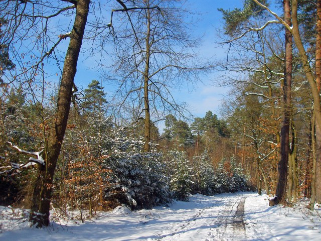 Waldweg