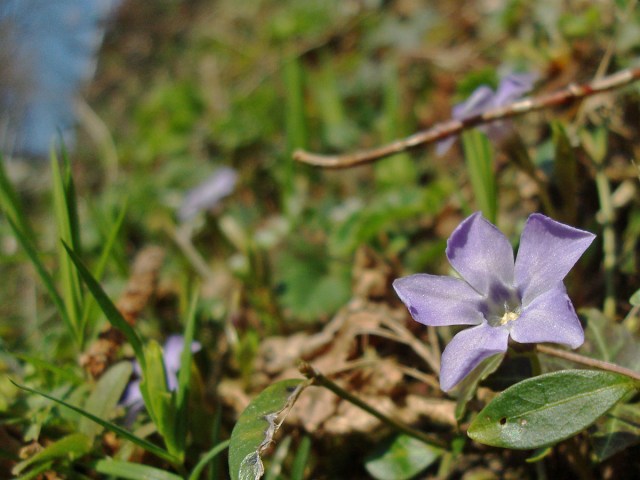 Immergrün (Vinca) Hundsgiftgewächs