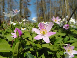rosa Buschwindröschen